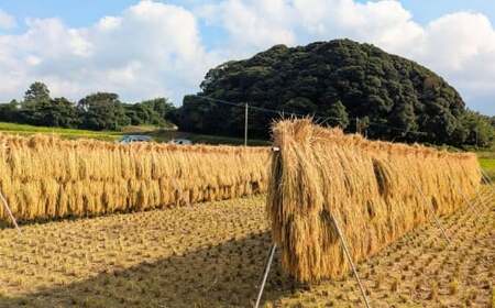 【令和7年産】福岡県 糸島市産 白米　ヒノヒカリ （掛け干し米） 5kg  糸島市 / 谷川農園 コメ 米 掛干し米 [AVQ005]