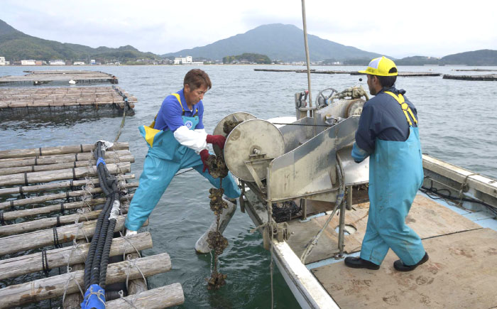 福岡県糸島産 殻付き牡蠣 生食可 10kg(125粒前後) 糸島市 / 日進丸 牡蛎 カキ [AWA012]