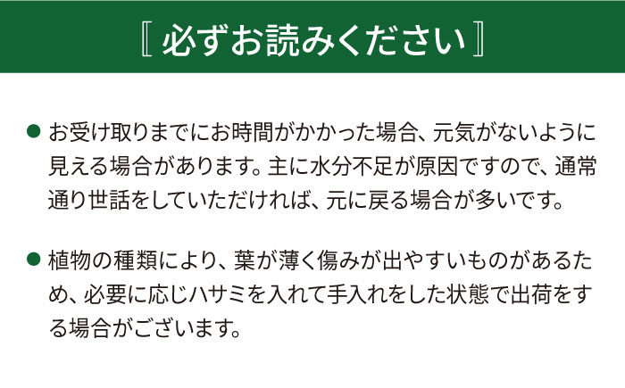 グリーンとホワイトのコントラストが美しい『 フィロデンドロン ・ バーキン 』 糸島市  / cocoha 観葉植物 [AWB032]