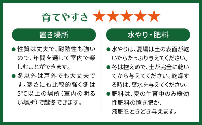 幸せを呼ぶ木『ガジュマル』　エッジボールポット 糸島市 / cocoha / 観葉植物 グリーン 緑 インテリア [AWB038]