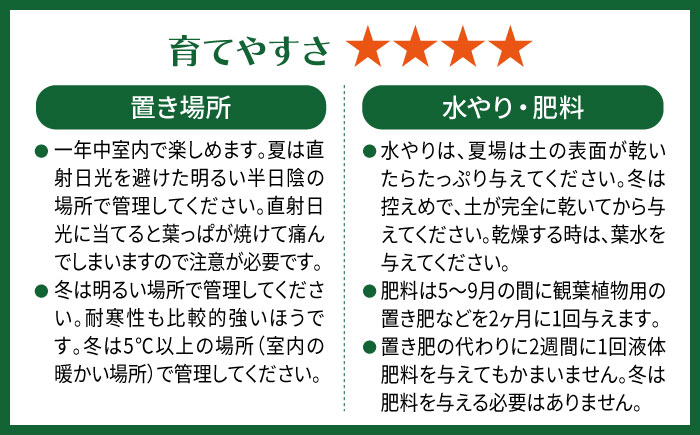 濃緑と赤紫のコントラストが美しい　シンゴニウム・チョコレート 糸島市 / cocoha / 観葉植物 グリーン 緑 インテリア [AWB039]