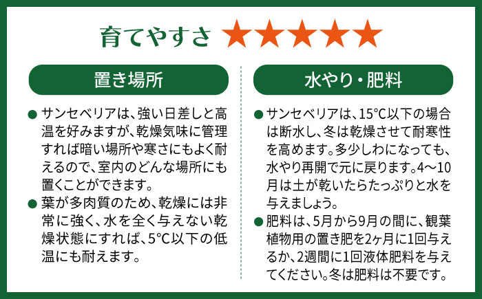マイナスイオン発生 サンセベリア・ローレンチー大 スリムポットL 糸島市 / cocoha 観葉植物 グリーン 緑 インテリア [AWB040]
