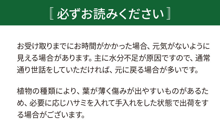キラキラ輝く砂漠の宝石 『ハオルチア・オブツーサ』 糸島市 / cocoha?観葉植物 グリーン 緑 インテリア [AWB043]