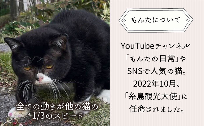 【 SNSで人気の猫 / 糸島観光大使】2023年 「 もんたの日常 」 卓上 カレンダー 糸島市 / Basismall 猫 ネコ 観光大使 [AXL004]
