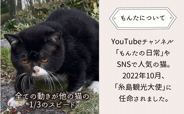 【 SNSで人気の猫 / 糸島観光大使】【 もんた 】 タオル ハンカチ 糸島市 / Basismall はんかち 今治 タオル [AXL005]