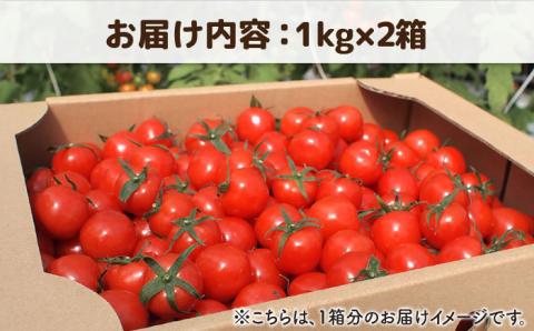 ミニトマト （ プチぷよ ） 1kg×2箱 （2kg）  糸島市 / かわぞえ農園 ぷちぷよ トマト [AAM002]