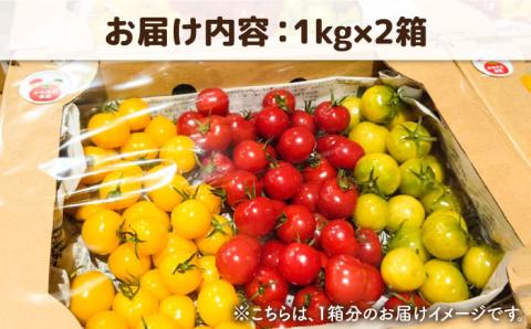 【カラフル】ミニトマト （ プチぷよ ） 1kg×2箱（2kg） 糸島市 / かわぞえ農園 ぷちぷよ トマト [AAM004]