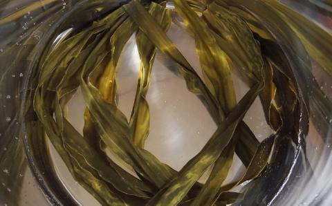 【年内発送】簡単お味噌汁17杯分！糸島鯛液みそ 1本（乾燥具材付）糸島市 / 糸島食品 調味料 味噌汁 真鯛 鯛 [ABE003]