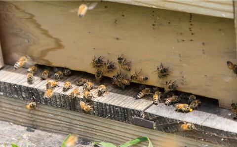 糸島 はちみつ 320g【ヴァンベールフーズ】百花 / 蜂蜜 [AFJ001]