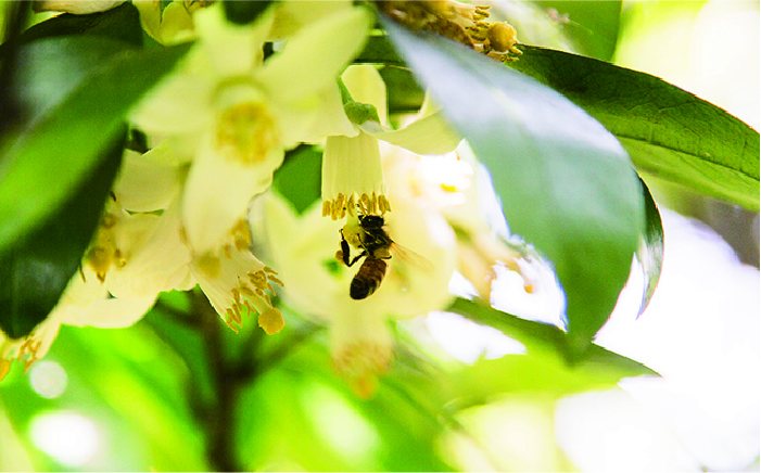 糸島 れんげはちみつ 120g×2　糸島市 / ヴァンベールフーズ [AFJ003]