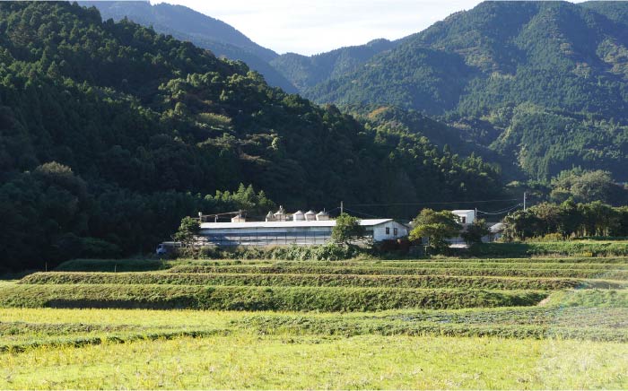 【ANA限定】一貴山豚 骨付きモモハム《糸島》【いきさん牧場】 [AGB999]