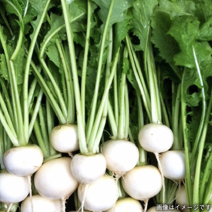 【贈答用】無農薬野菜セット＋果物（8品前後）《糸島》【オーガニックナガミツファーム】 	[AGE022]