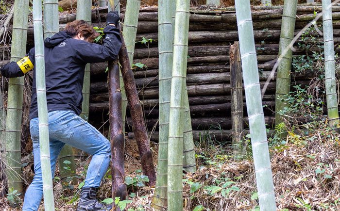 【年内発送】福岡産 糸島メンマ 2パック 糸島市 / あいしん食品株式会社 / おつまみ ラーメン [AGI002]