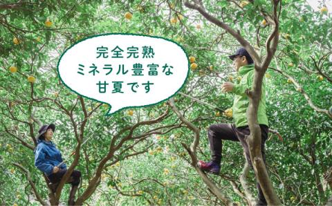 【先行予約】【有機栽培】甘夏 10kg【2025年5月中旬ごろ順次発送】糸島市 / わかまつ農園 [AHB016]