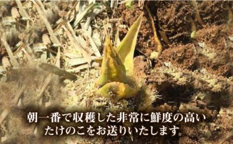 【先行予約受付中】産地直送「孟宗竹」3kg たけのこ タケノコ 筍 【2025年3月下旬以降順次発送】 糸島市 / シーブ [AHC025]