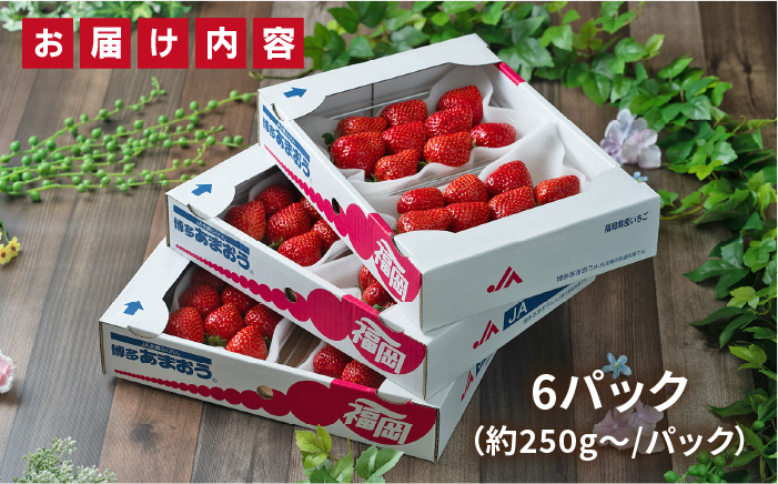 【先行予約】糸島産【春】 あまおう 6パック  【2026年2月上旬以降順次発送】 《糸島》【南国フルーツ株式会社】 [AIK009]