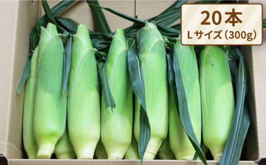 【先行受付】果物 みたいに 極甘 ！ 早朝 収穫 とうもろこし Lサイズ ( 300g ) × 20本【2026年6月中旬以降順次発送】《糸島》【有限会社ウラタ農園】 [ALI002]