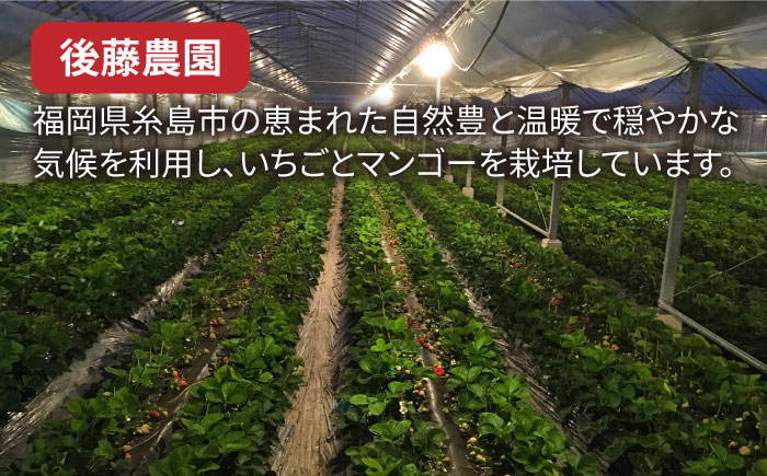 【全2回定期便】【農家直送！】 糸島産 あまおう 280g × 4パック (Sサイズ～Gサイズ) 糸島市 / 後藤農園 いちご [AML007]