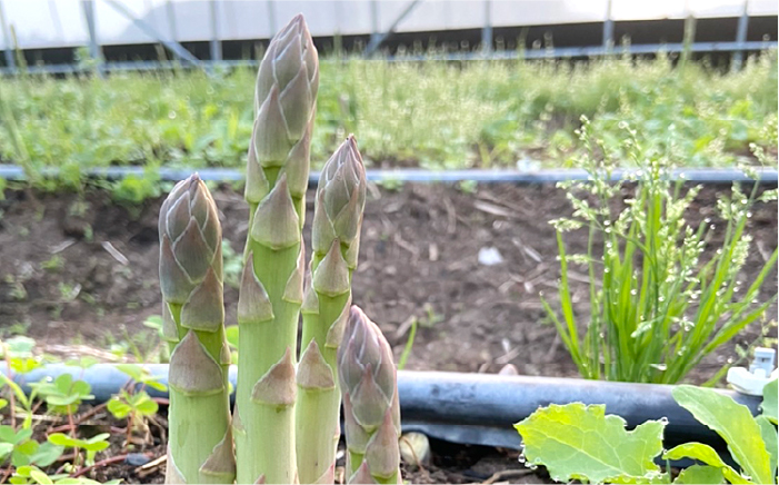 糸島産 季節 の 野菜 詰め合わせ （ おまかせ 10品 以上 ）《糸島》【ひめしま渡船直売所】 [ANJ001]