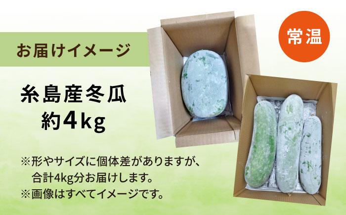 糸島産 冬瓜 約4kg 【先行予約・2024年9月より順次発送】 糸島市 / 食と健康のブリッジベース 野菜 冬瓜スープ [ANN002]