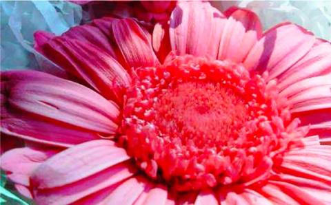 枯れない仏花＜1対＞丸型陶器プリザーブドフラワーアレンジメント【CHAMP CAFE】お供え/仏壇/お悔やみ/お彼岸/お盆/ペット [AQE004]