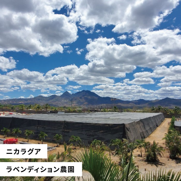 【年内発送】中煎り コーヒー 豆 250g × 2袋 （ 豆 ・ 粉 選べます ） ニカラグア産 ラベンディション農園 マラカツーラ種 ナチュラル糸島市 / COFFEE UNIDOS [AQF001]