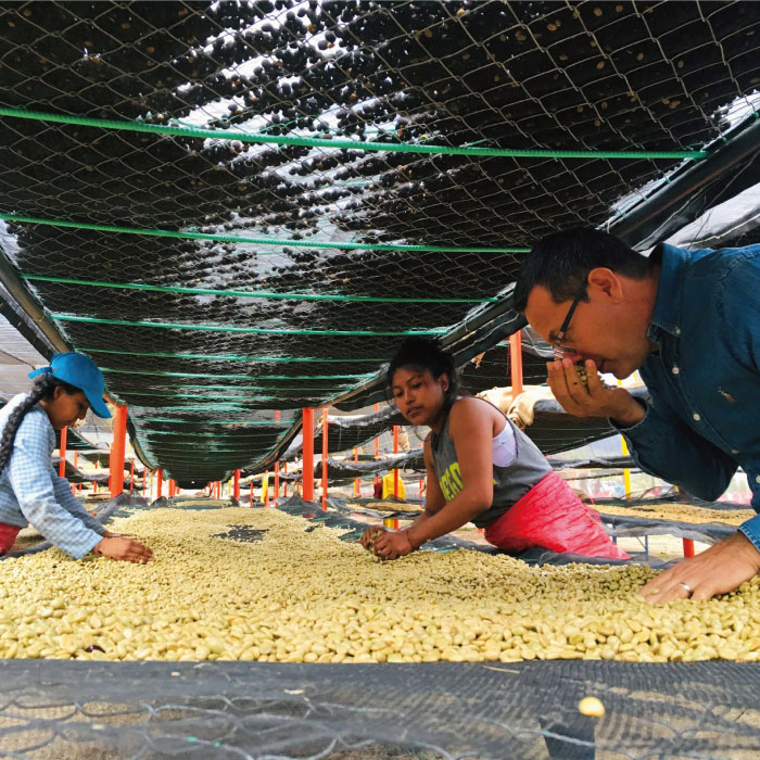 【年内発送】中煎りコーヒー豆250g×2袋 （豆・粉選べます） ニカラグア産ラベンディション農園パカマラ種フリーウォッシュド 糸島市 / COFFEE UNIDOS 珈琲/カフェ/コーヒー粉 [AQF002]