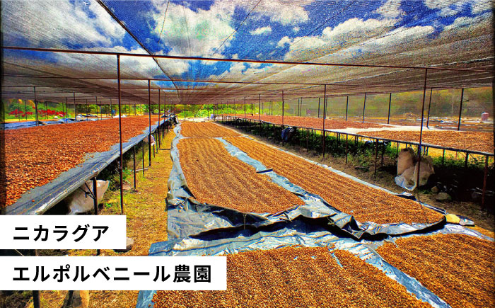 【年内発送】中煎りコーヒー豆250g×2袋 （豆・粉選べます） ニカラグア産エルポルベニール農園ジャバニカ種ナチュラル 糸島市 / COFFEE UNIDOS 珈琲/カフェ/コーヒー粉 [AQF005]