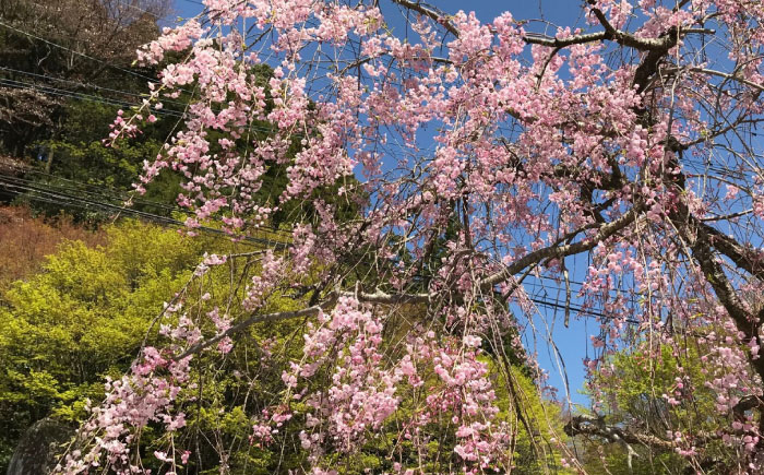 いとしま1泊2日プレミアム 1名様分 糸島市 / VISIT九州 [ASO002]