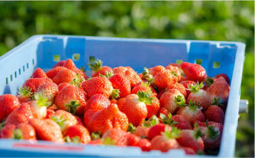 【限定100箱】糸島の美味いあまおう 270g × 4パック (A品B品含むS～2L) 糸島市 / 磯本農園 / TANNAL [ATB020]