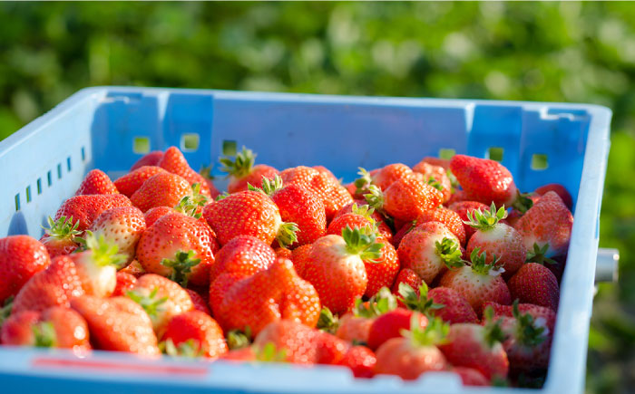 【全2回定期便】 糸島の美味い あまおう 270g × 2パック (A品B品含む3L～5L) 糸島市 / 磯本農園 / TANNAL いちご [ATB026]