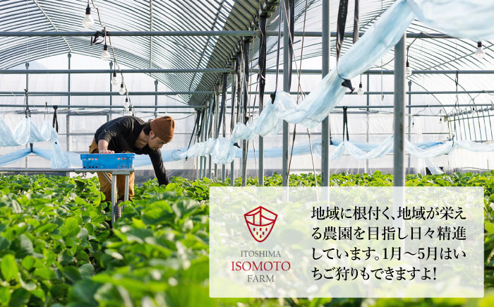 あまおう ミルク アイス キャンディ 10本 糸島市 / 磯本農園 TANNAL [ATB035]