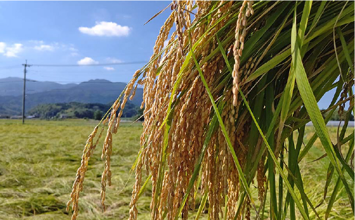 【糸島飲み比べ】糸島純米70 720ml・糸島芋焼酎900ml・いとしま甘夏の酒720ml《糸島》【蔵屋】 [AUA010]