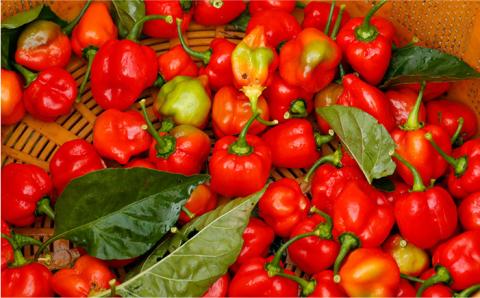 糸島 醗酵ハバネロ （小・50g）【内場農園】 【いとしまごころ】 [AUC001]