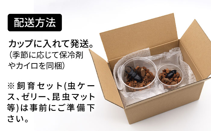 オオクワガタ ペア (Sサイズ)　糸島市 / 糸島クワガタの森 昆虫 ペット [AUN002]