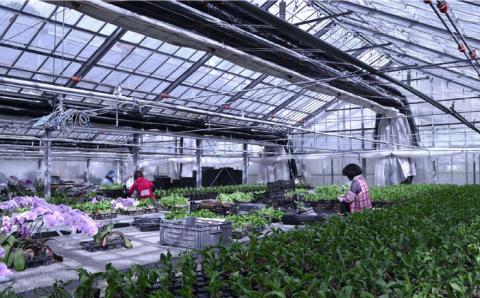 【10セット限定】デンファレ（洋蘭）7本立ち 糸島市 / 和饗エコファーム [AVI002]