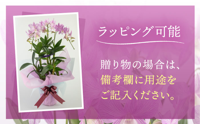【毎年30セット限定】デンファレ（洋蘭）3本立ち 糸島市 / 和饗エコファーム [AVI004]