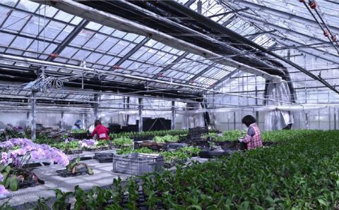 【10セット限定】デンファレ（洋蘭）2本立ち 糸島市 / 和饗エコファーム [AVI005]