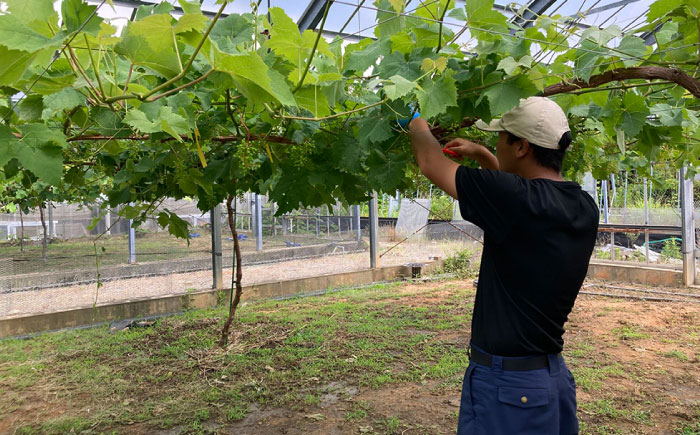 【先行受付】【糖度18度以上】 糸島産 シャインマスカット 1kg 【2026年8月中旬より順次発送】 糸島市 / 和饗エコファーム フルーツ 果物 [AVI006]
