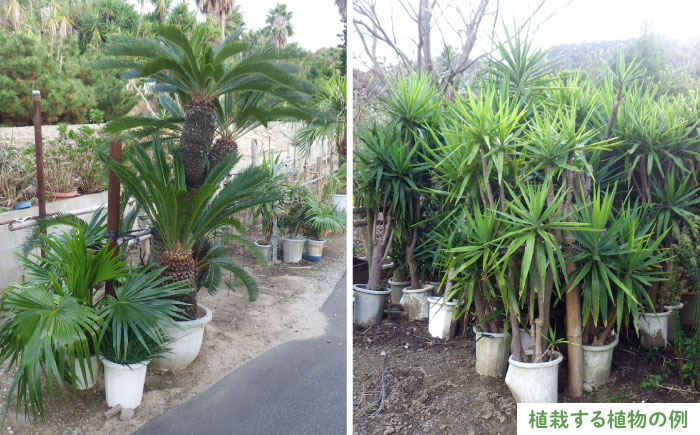 グリーンコーディネートチケット 11万円分【施工込み】糸島市 / サン・グリーン 園芸 植木 [AVN001]