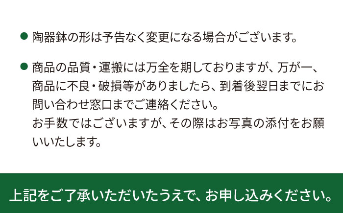 キラキラ輝く砂漠の宝石 『ハオルチア・オブツーサ』 糸島市 / cocoha?観葉植物 グリーン 緑 インテリア [AWB043]