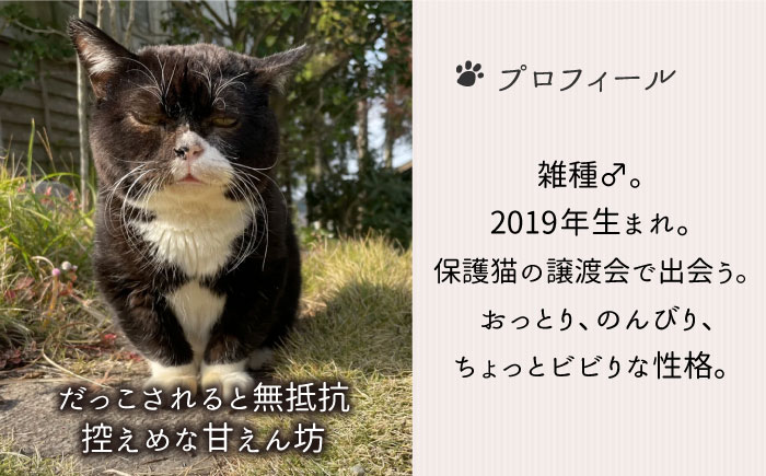 【 SNSで人気の猫 / 糸島観光大使】2023年 「 もんたの日常 」 卓上 カレンダー 糸島市 / Basismall 猫 ネコ 観光大使 [AXL004]