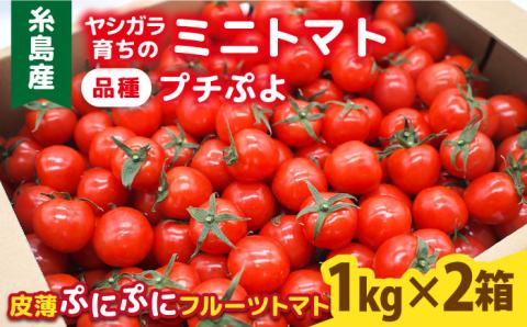 ミニトマト （ プチぷよ ） 1kg×2箱 （2kg）糸島市 / かわぞえ農園 