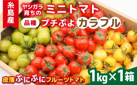 【カラフル】ミニトマト （ プチぷよ ） 1kg×1箱 糸島市 / かわぞえ農園 ぷちぷよ トマト [AAM003]