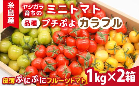 【カラフル】ミニトマト （ プチぷよ ） 1kg×2箱（2kg） 糸島市 / かわぞえ農園 ぷちぷよ トマト [AAM004]