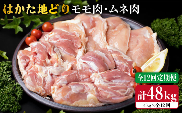 【全12回定期便】はかた地どり モモ肉 ムネ肉セット 4kg×12回《糸島》【糸島ミートデリ工房】 [ACA159]