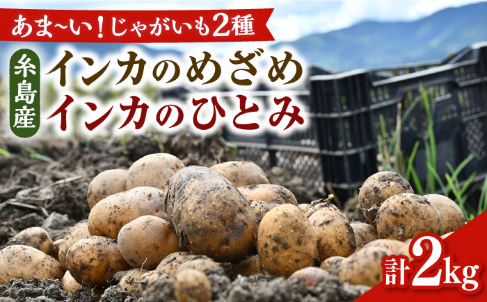糸島育ちのジャガイモ 2種食べ比べ インカのめざめ インカのひとみ 各1kg・計2kg  糸島市 / 糸島ボンテール農園 [ACO012]
