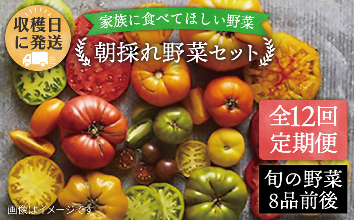 【全12回定期便】【福岡県糸島産】朝採れ 野菜 セット (8品前後) 《糸島》【オーガニックナガミツファーム】        [AGE012]