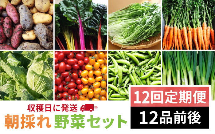 【全12回定期便】【 福岡県 糸島産 】 朝採れ 野菜 セット （ 12品 前後 ）《糸島》 【オーガニック ナガミツファーム】 	[AGE026]