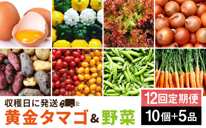 【全12回定期便】糸島の朝産み黄金タマゴ10個 朝どれ新鮮野菜5品 セット【福岡県糸島産】 糸島市 / オーガニックナガミツファーム 玉子 やさい 	[AGE049]